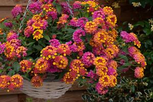 Lantana Passion Fruit